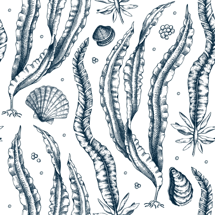 Hand-drawn Kombu background. Laminaria botanical illustration in sketch style. Edible seaweed seamless pattern. Sea life drawings. For menu design, textile, wrapping paper, print